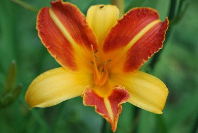 Hemerocallis hybr. - denivka - květ